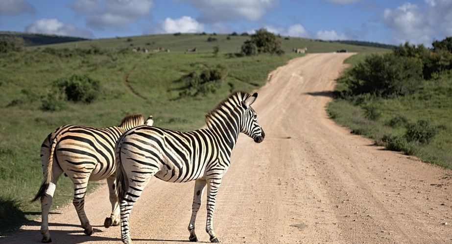 Kruger NP zebra's Zuid Afrika groepsrondreis 2
